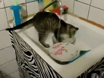 cat dishes